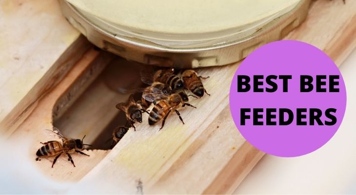 Best Bee Feeders