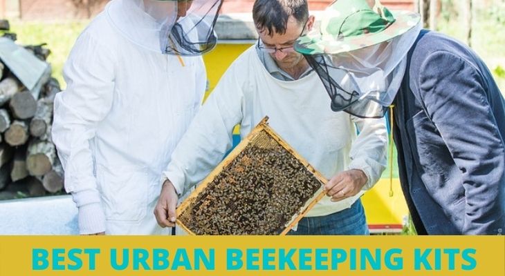 Best Urban Beekeeping Kits